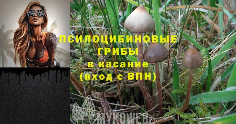 shop наркотические препараты  Ртищево  MEGA как зайти  Псилоцибиновые грибы Cubensis  купить наркотики цена 